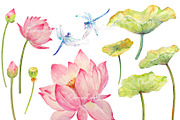 Watercolor Lotus and dragon Fly