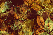 imprints rose leaves | JPEG