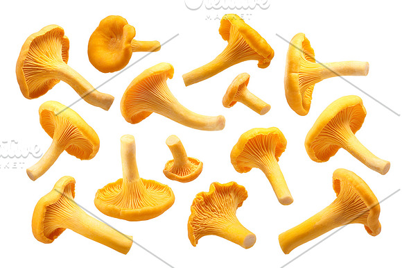 Chanterelles in Objects - product preview 1