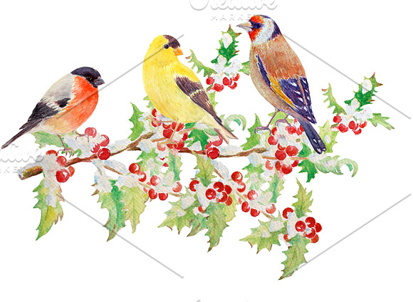 Watercolor Goldfinch Bullfinch in Objects - product preview 1
