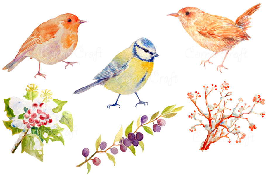 Bird Clipart - Blue Tit, Wren, Robin in Illustrations - product preview 8
