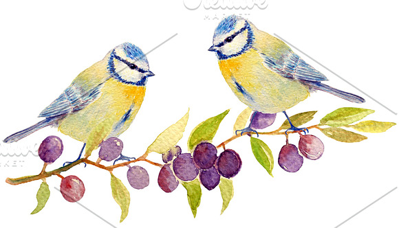 Bird Clipart - Blue Tit, Wren, Robin in Illustrations - product preview 1