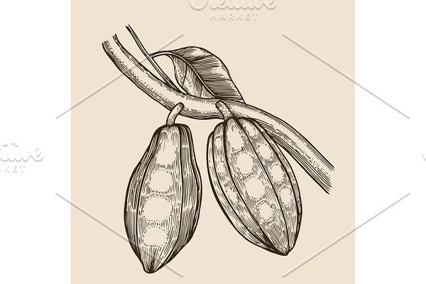 Cocoa beans illustration.