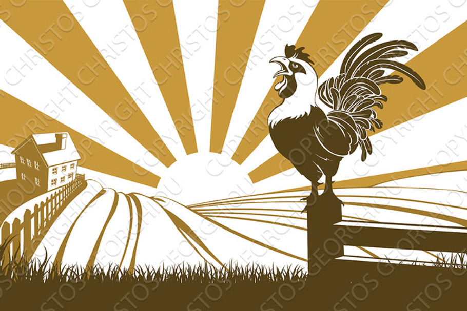 Farm chicken crowing at dawn in Illustrations - product preview 8