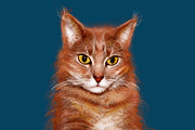 Orange cat on transparent background