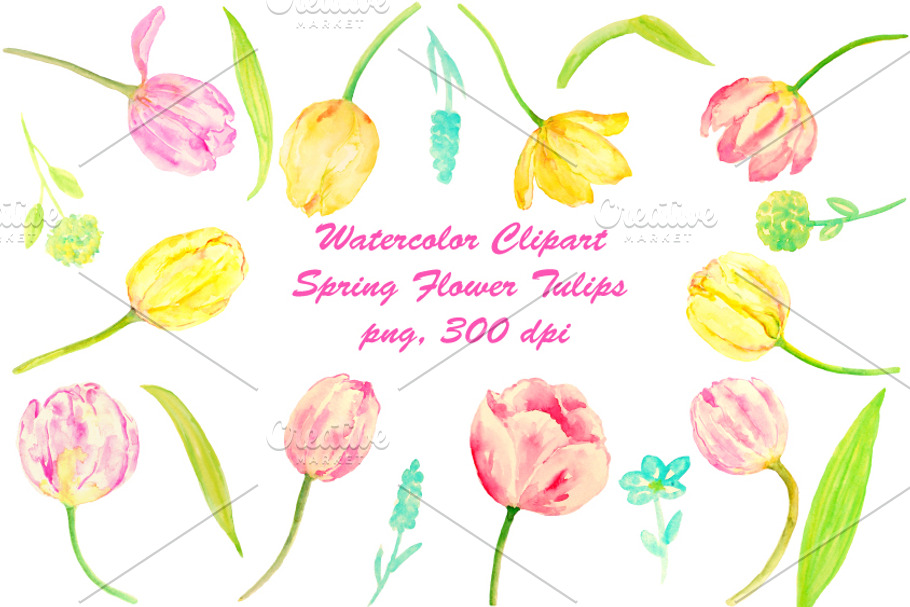 Watercolor Clip art Tulips in Illustrations - product preview 8