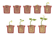 Plant Seed Growth, Development And Rooting Inside The Flower Pot, Classic Botany Textbook Educational Infographic Illustration