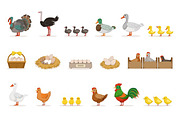 Farm Birds Grown For Meat and For Laying Eggs, Organic Farming Set Of Vector Illustrations With Animals