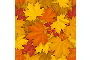 Fallen maple leaves pattern