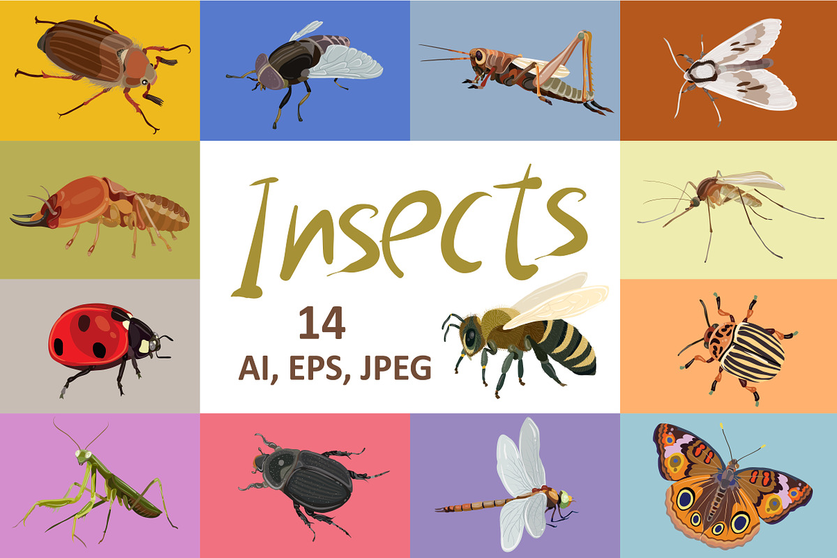 Insects vector set in Illustrations - product preview 8