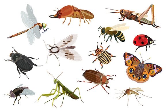 Insects vector set in Illustrations - product preview 1