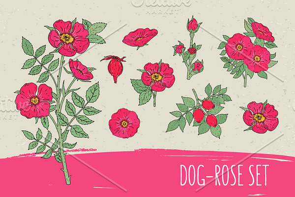 Dog-roses set​ and seamless pattern