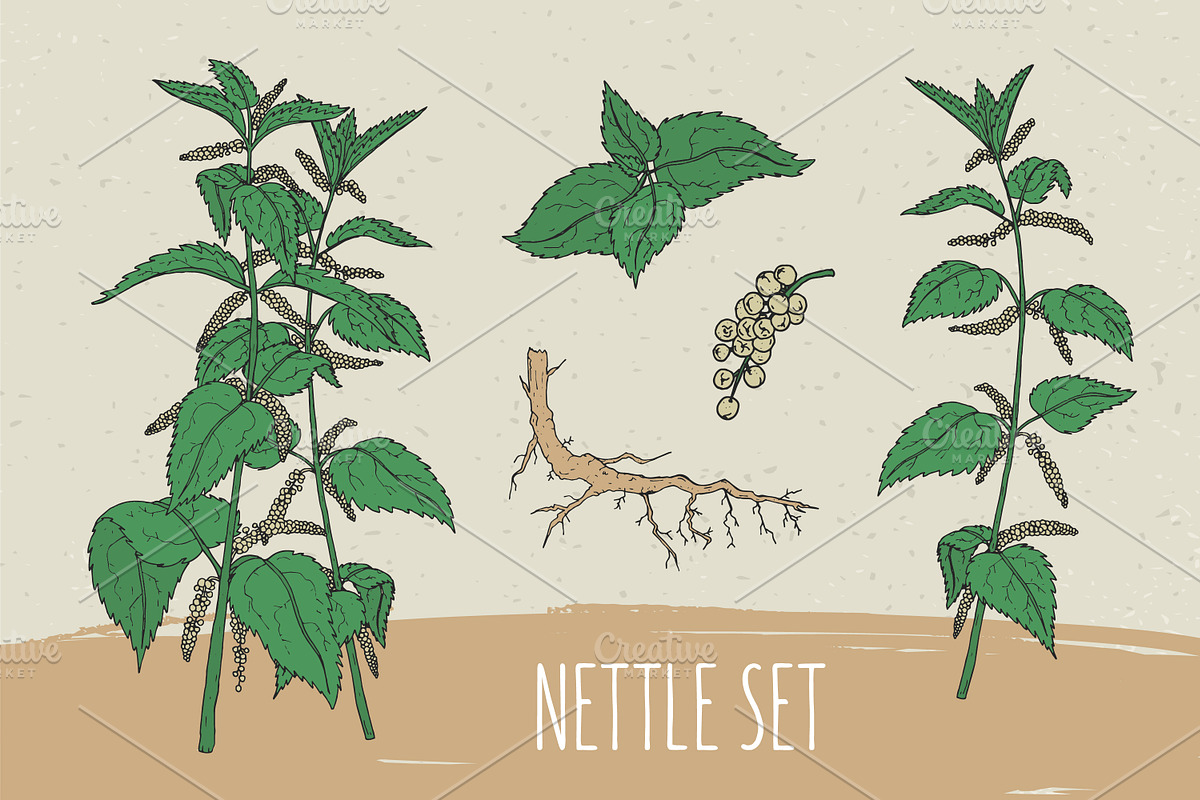 Nettle set​ and seamless pattern in Illustrations - product preview 8