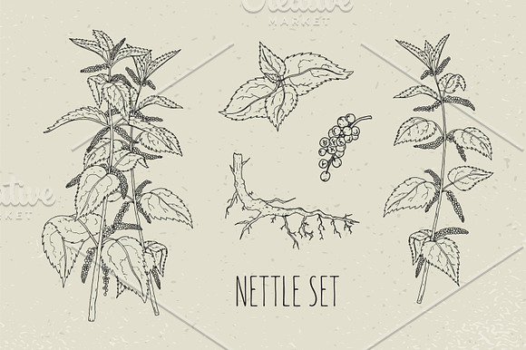 Nettle set​ and seamless pattern in Illustrations - product preview 1