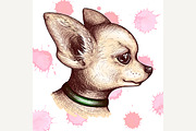 Watercolor dog pet chihuahua vector