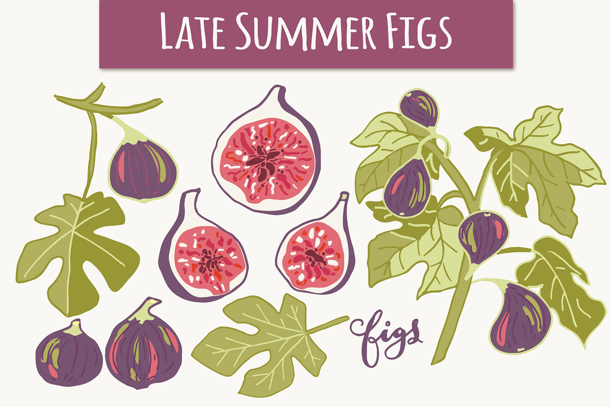 Figs + Fig Leaves Illustrations in Illustrations - product preview 8