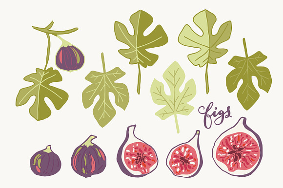 Figs + Fig Leaves Illustrations in Illustrations - product preview 1
