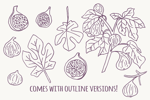 Figs + Fig Leaves Illustrations in Illustrations - product preview 2