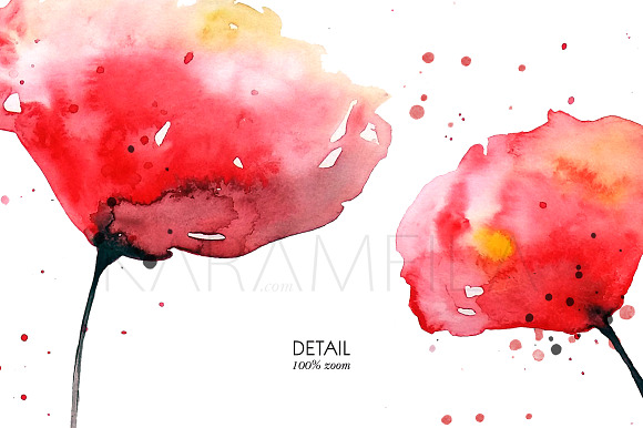 Watercolor Poppies Clipart in Illustrations - product preview 6