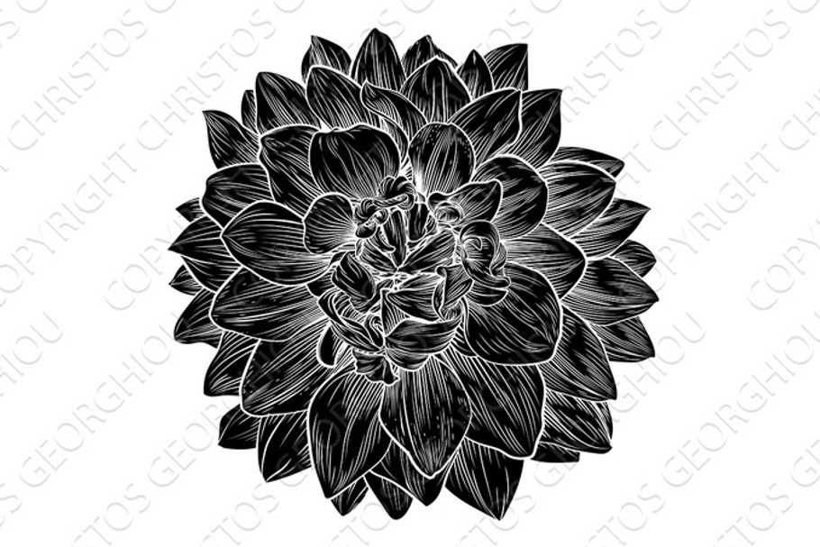 Chrysanthemum or Dahlia Flower Retro Woodcut in Illustrations - product preview 8