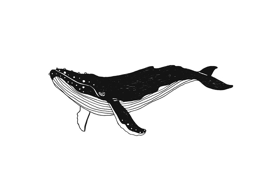 Whale illustration and backgrounds