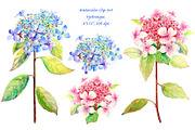 Watercolor Blue and Pink Hydrangea