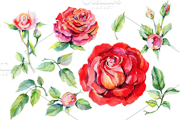 Roses PNG watercolor flower set in Illustrations - product preview 1