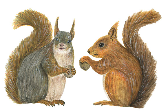 Good squirrels in Illustrations - product preview 1