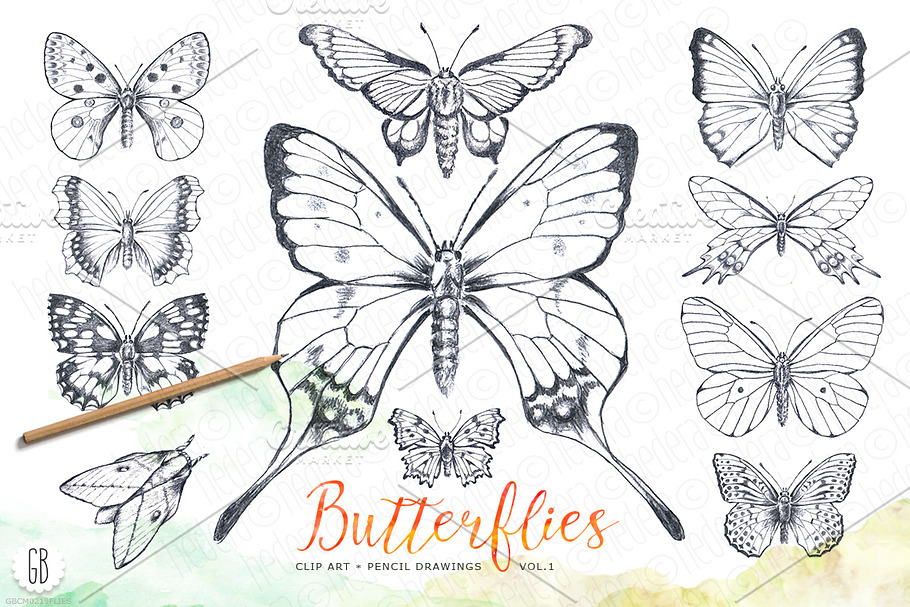 Butterflies, pencil hand drawn