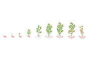 Solanum tuberosum potato Vector Illustration growing plants. Determination of the growth stages biology