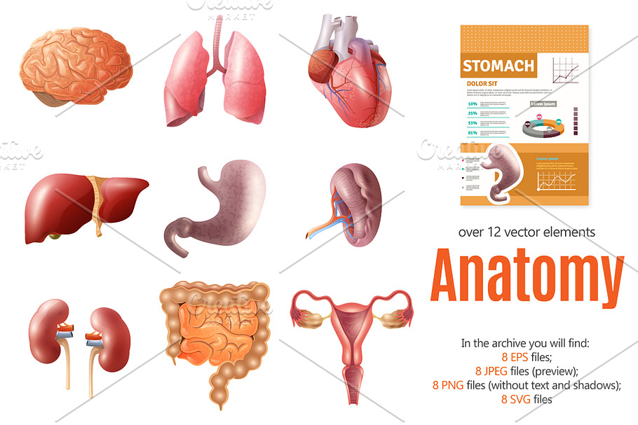 Human Anatomy Set in Objects - product preview 8