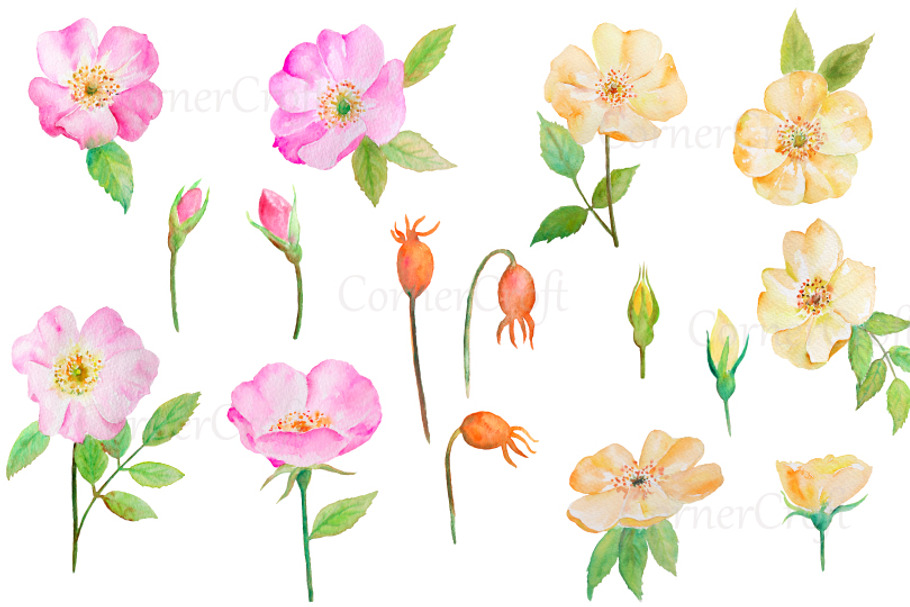 Watercolor Wild Rose Pink and Yellow