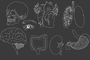 Human organs set vector illustration