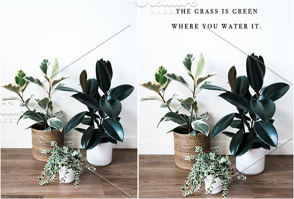 Neutral Greens Styled Stock Photos in Product Mockups - product preview 5