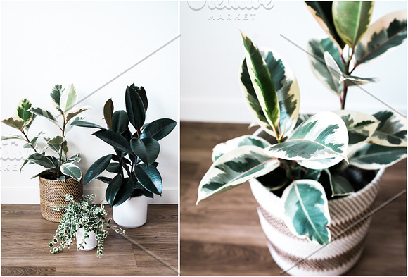 Neutral Greens Styled Stock Photos in Product Mockups - product preview 10