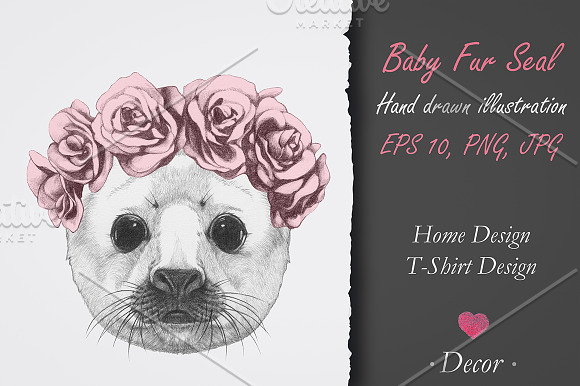 Baby Fur Seal / Decor in Illustrations - product preview 2