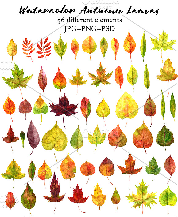 Watercolor Autumn Leaves in Illustrations - product preview 1