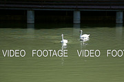 swan swimming in the lake Ukraine