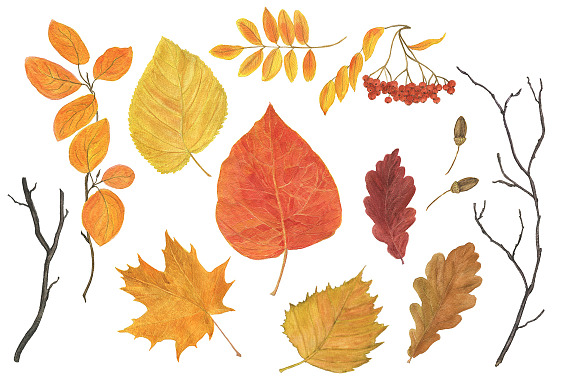 Autumn watercolor collection in Illustrations - product preview 3