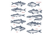 Vector sketch icons of sea and ocean fish
