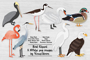 American Bird Clip Art Illustrations