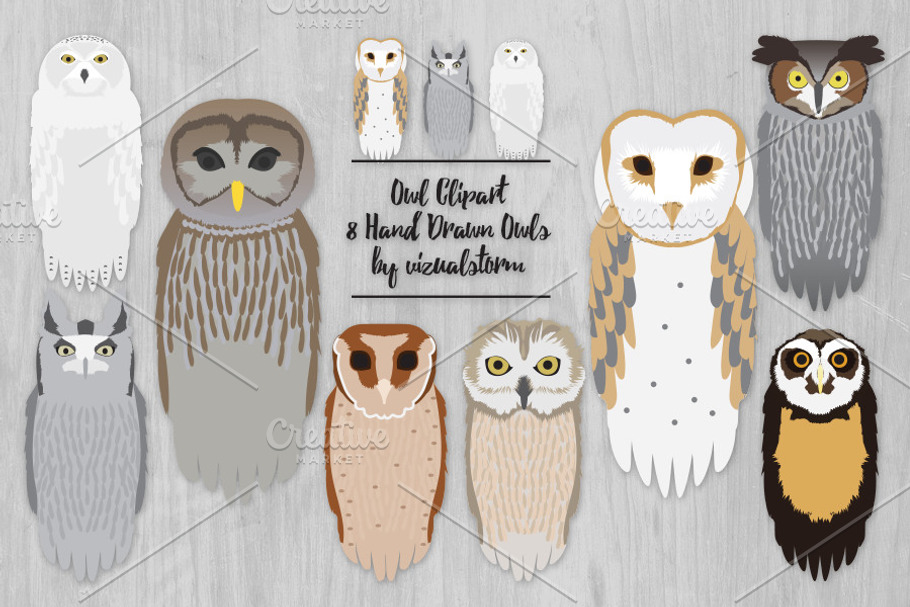 Realistic Owl Species Illustrations
