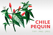 Chile Pequin