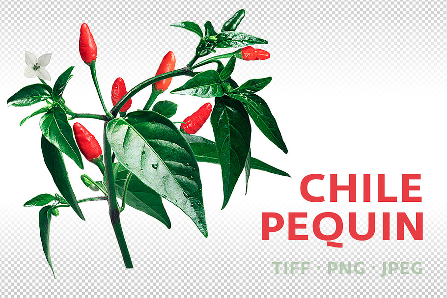 Chile Pequin in Objects - product preview 8
