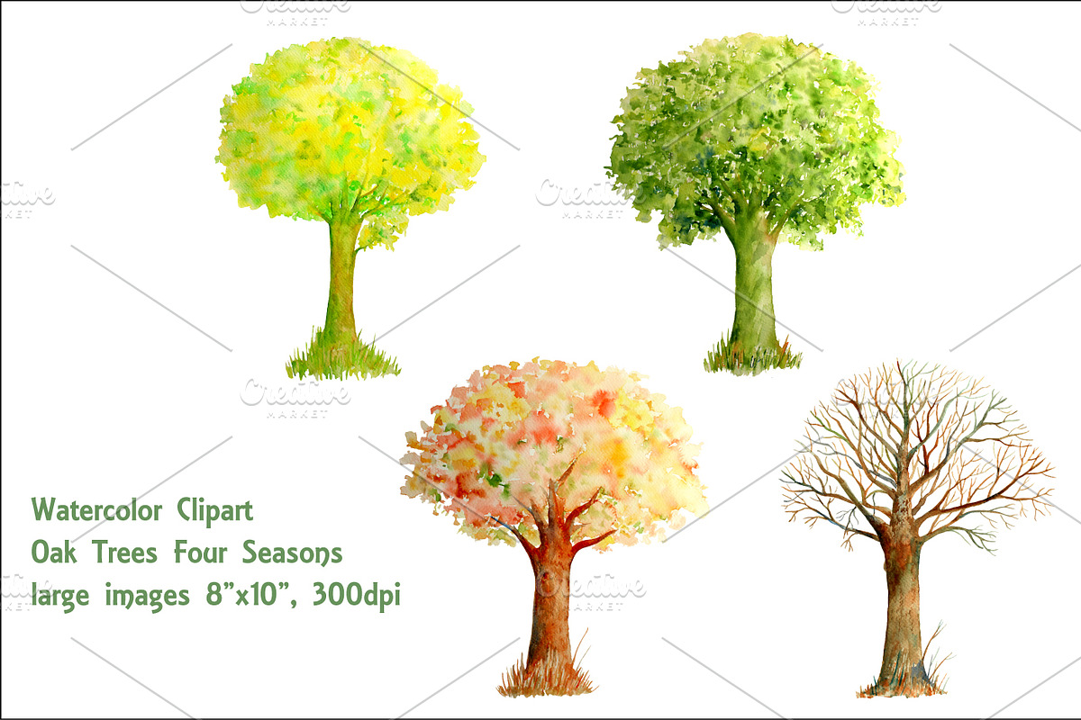 Watercolor Oak Tree Four Seasons in Illustrations - product preview 8