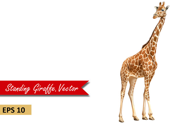 Giraffe Standing, Adult. Vector