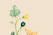 Illustration of Vegetables