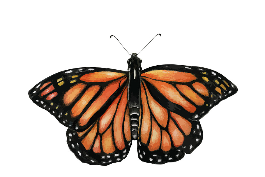 Illustration of Butterfly in Illustrations - product preview 8
