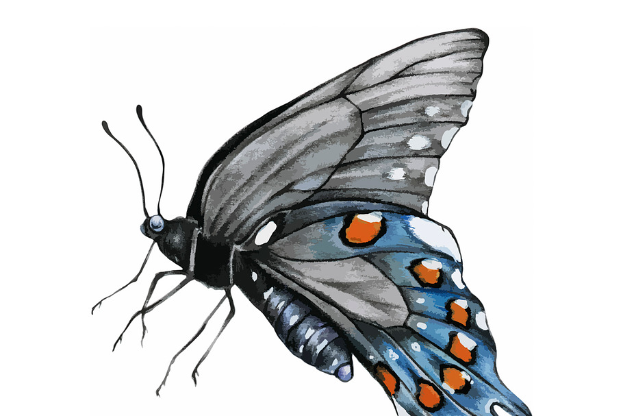 Illustration of Butterfly in Illustrations - product preview 8
