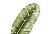 Illustration of green leaf